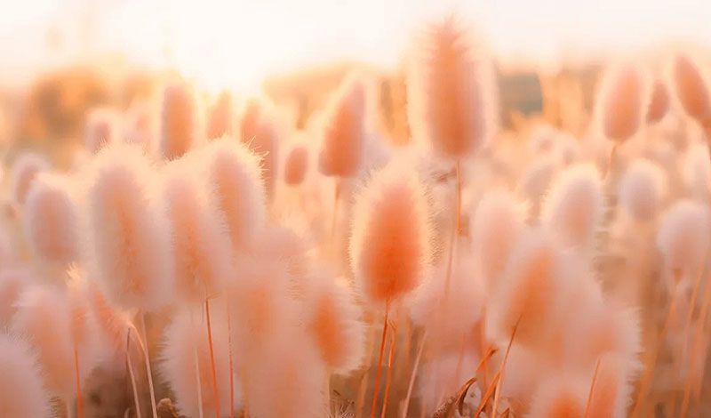Peach Fuzz 13-1023, το Pantone Χρώμα της Χρονιάς 2024